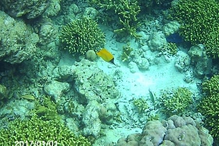 Snorkeling dans le récif de l'île de Menjangan