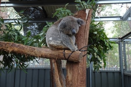 Koala hospital