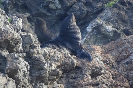 Cap palliser et rencontres avec les otaries 