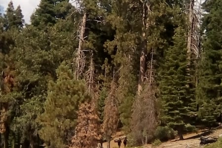Séquoia Parc + Kings Canyon