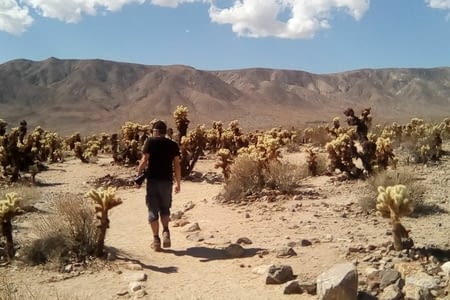 Joshua Tree National Park --> LA