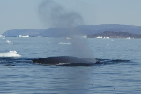 Safari baleines