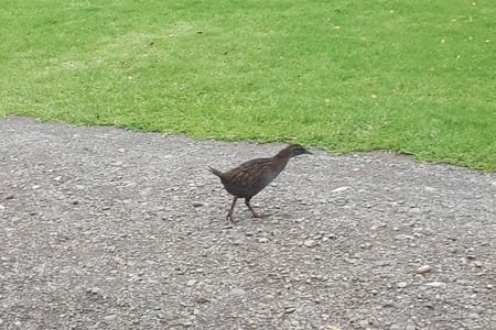 D'Opotiki aux shines falls