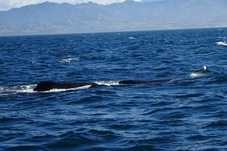 Kaikoura nous re-voilà !