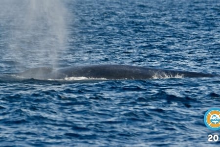 La baleine de Mirissa