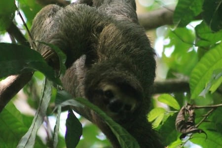 Corcovado ou presque 