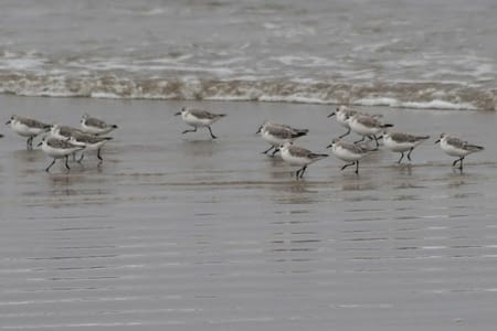 Los Vilos_ La Laguna Conchila