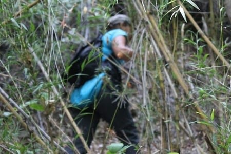 Tricahue parque national