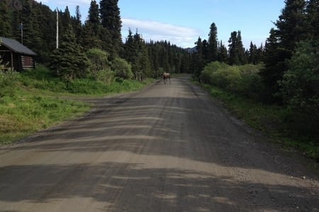 Alaska stage 3 : le Denali national park