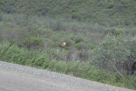 Alaska stage 4 : Fairbanks et la route vers le Yukon 