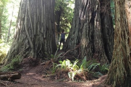 Californie stage 1 : Le Redwood national and state parks