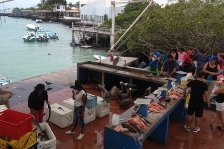 Équateur etapa 1 : Croisière aux Galapagos