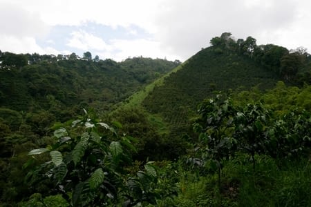 Salento - La région du café