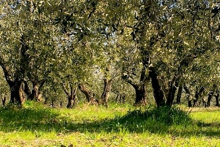 De Florence à San Gimignano
