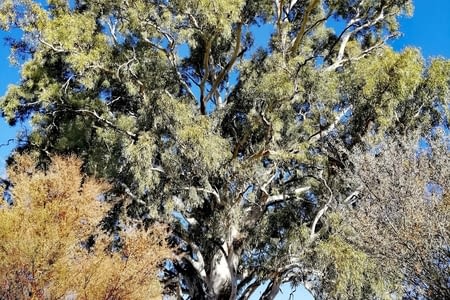 Alice Springs et les Mac Donnell Ranges