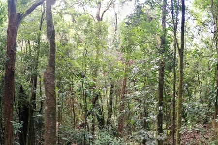 Daintree, forêt primaire et wallabies.
