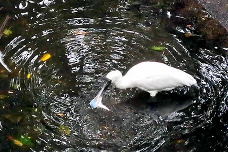 Ça farte à Agnès Water !