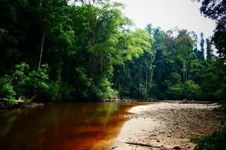 6ème jour : Randonnée découverte de la jungle et visite du village de Kuala Tahan