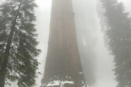 Sequoia Park
