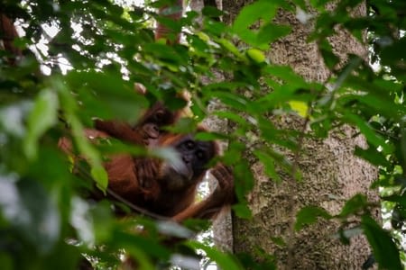 Bukit Lawang, première rencontre avec les orang outans