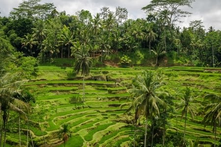 Ubud, ses temples, ses rizières, et ses touristes…