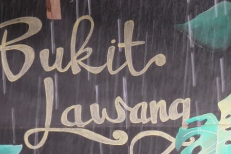 A la rencontre des Orangs Outans