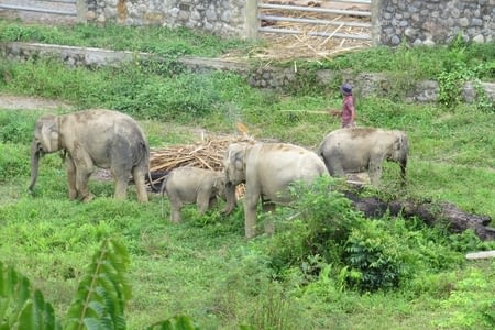 Réserve de Tangkahan