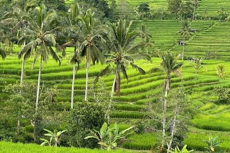 Nos premiers jours à Bali