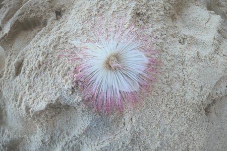 L’île aux merveilles