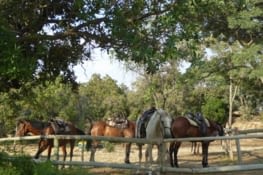 Les chevaux nous attendent