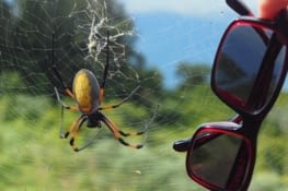 La géante araignée en comparaison d'une paire de lunettes
