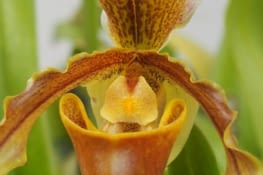 Une autre orchidée