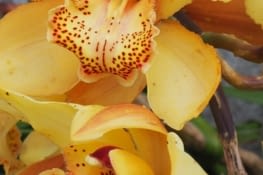 Une orchidée du jardin de notre hôte