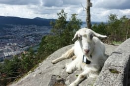 Une chèvre rencontrée sur les hauteurs de Bergen