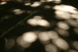 Les rayons du soleil à travers les feuilles des arbres sculptent la lumière sur la route.