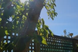 Bulbasaur attack Sunbeam !!