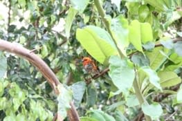Le Foudi rouge - Le mâle cardinal devient rouge en période de reproduction