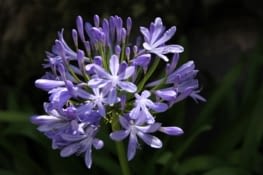 Agapanthe