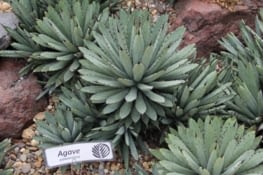 Agave