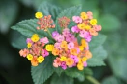 Artifice de couleurs