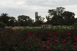 parque rosas
