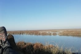 Reflet de l'eau sur les salicornes à perte de vue