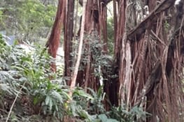 Chaud et humide, ça a l'air de plaire à la végétation.