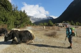 Un yak, le wall of souls vue d'ouest, Laure qui veut manger du yak.