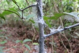 Espèce d'araignée à poil long. Parfois, y'en à tellement que le buisson est tout blanc.