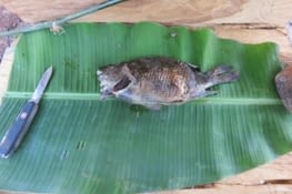 Sur le chemin du retour, on s'achète un gros poisson que l'on choisit, tue,  vide, cuit, et mange en 1h. On voulait de la quantité, on en a eu.