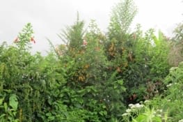 Au pied du volcan, la faune s'epanouit