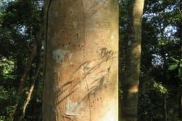 Saurez vous deviner ce que c'est?