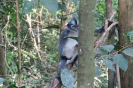 Thoma's Leaf monkey. 7kg adulte. Mignon