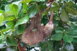 Notre premier paresseux : les locaux l’ont appelé John Lennon